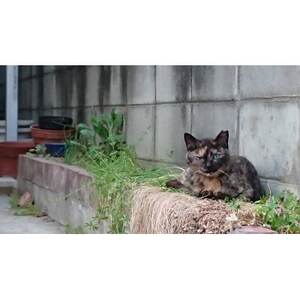 【返礼品なし】TNR活動(野良猫避妊・去勢手術助成金事業等)への寄附　1口:1,000円