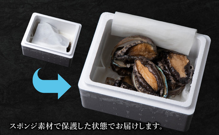 【2026年発送予約】北海道 利尻島産 直送！天然 生えぞあわび１kg 鮑 海鮮 冷蔵 お刺身 魚介 お祝い 鮑 活き 天然【福士水産】