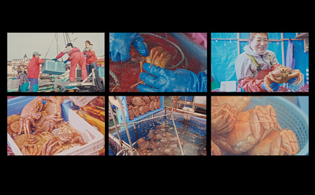 【2026年1月発送】 毛ガニ 中（600g前後）2尾＜利尻漁業協同組合＞