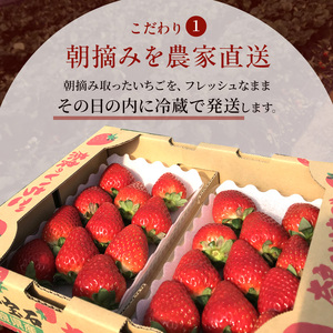 いちご 奈良県産 古都華 約1620g 270g×6パック 今西さん家の奈良いちご 冷蔵配送 ことか フルーツ 果物 旬 糖度 産地直送 農家直送 お取り寄せ おやつ デザート 苺 冷蔵  奈良 大和郡山市 BN001