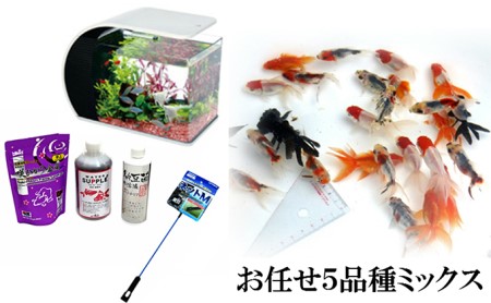 お洒落本格志向金魚アドバンスキット 奈良県大和郡山市 ふるさと納税サイト ふるなび