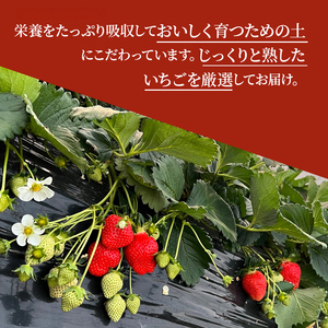 -40度で急速冷凍！ 冷凍いちご 1kg ( 古都華 ) BN001