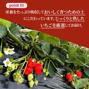 【2回定期便】いちご 完熟 古都華 約540g(270g× 2パック ) 2026年1月出荷開始 先行予約 奈良 ブランド イチゴ フルーツ
