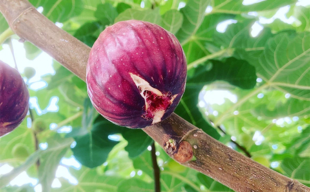 自家栽培いちじくのドライフルーツ～ドーフィン～ 加工食品 乾燥いちじく 乾燥フルーツ いちじくの甘み 風味 おやつ 間食 