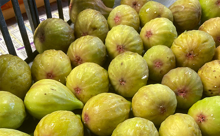 いちじく ドライフルーツ 自家栽培 白いちじく バナーネ 乾燥いちじく 乾燥フルーツ フルーツ 果物 スイーツ おやつ 朝ごはん 加工食品 イチジク 無花果 白イチジク 乾燥イチジク 奈良 奈良県 大和郡山市