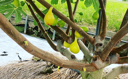 いちじく ドライフルーツ 自家栽培 白いちじく バナーネ 乾燥いちじく 乾燥フルーツ フルーツ 果物 スイーツ おやつ 朝ごはん 加工食品 イチジク 無花果 白イチジク 乾燥イチジク 奈良 奈良県 大和郡山市