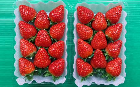 【2025年12月下旬順次発送】奈良県産いちご「古都華」2パック_果物・フルーツ いちご  イチゴ 苺_【配送不可地域：離島】【1556700】