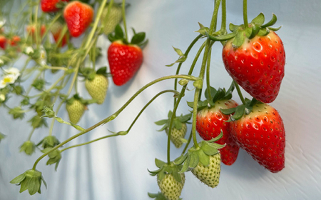 【2025年12月下旬順次発送】奈良県産いちご「古都華」2パック_果物・フルーツ いちご  イチゴ 苺_【配送不可地域：離島】【1556700】