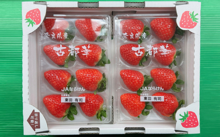 【2025年12月下旬順次発送】《希少品》奈良県産いちご「古都華」大粒(5L～4Lサイズ )2パック_果物・フルーツ いちご  イチゴ 苺_【配送不可地域：離島】【1556701】