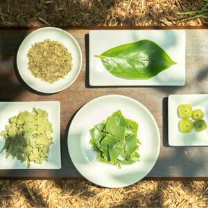 【奈良県天理市】有機JAS認証  国産　柿の葉茶　350ml×24本【1647292】