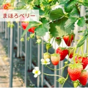 奈良県産いちごの食べ比べセット【配送不可地域：離島・北海道・沖縄県・東北】【1609082】