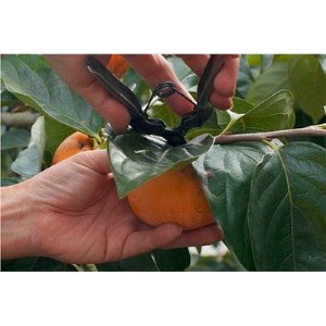 〈R7年11月以降発送〉刀根早生柿発祥の地天理市のあんぽ柿・柿チップセット_果物・フルーツ 干し柿 ドライフルーツ ほしがき ホシガキ_【1150794】