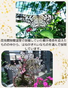 橿原市昆虫館オリジナル 蝶のはね入り・サナギの抜け殻キーホルダー5点セット