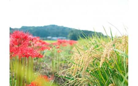 【新米】奈良・橿原 農薬や化学肥料不使用【令和7年産】ヒノヒカリ【七分搗き】約5kg(5kg×1袋)