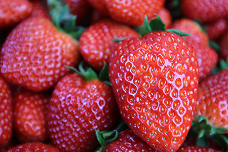 奈良県橿原市産のあまさが特徴のいちご「古都華（ことか）」（600g以上） ※2026年1月中旬頃より順次発送予定