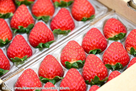 奈良県産高級ブランド 古都華 約270g×2パック ※2026年1月中旬頃より順次発送予定