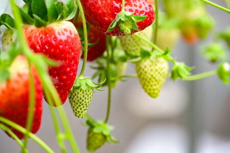 奈良県産高級ブランド 古都華 約270g×2パック ※2026年1月中旬頃より順次発送予定