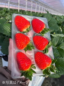 【先行予約・数量限定】【奈良県知事賞受賞】古都華（ことか）3Lサイズ（6粒入り）×2パック｜とのあさイチゴ農園 ※2026年1月中旬～5月上旬頃に順次発送予定