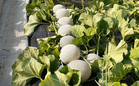 ※予約受付M-AG21.【6月~7月頃発送】自慢の赤肉メロン 2玉「グルーヴ」