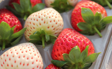 M-B11.【3月～4月上旬発送】減農薬紅白いちご「古都華＆白いちご」2パック 特別栽培農産物 ※配送地域限定