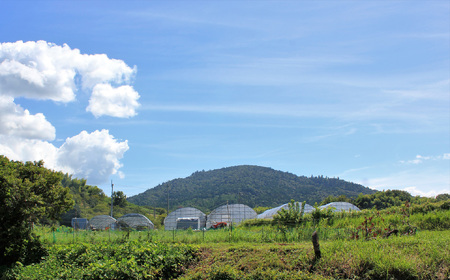 M-CG2.【1月～2月上旬発送】減農薬いちご「古都華」4パック 特別栽培農産物　 ※配送地域限定