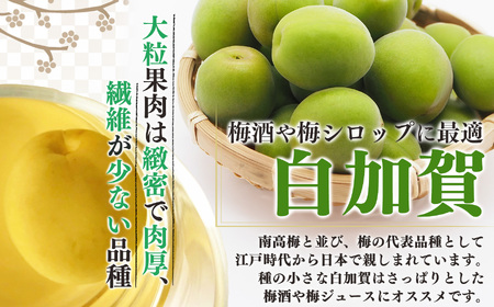 有機栽培 青梅 3kg(ジュース・梅酒・酵素用)| <※6月上旬〜6月中旬頃順次発送予定>