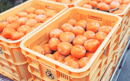 貯蔵 富有柿 12 個～14 個 L～2L サイズ | 果物 柿 