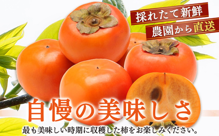 貯蔵 富有柿 12 個～14 個 L～2L サイズ | 果物 柿 