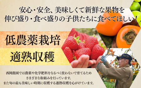 富有柿 約3.5kg （11～13個）|果物 柿 西岡農園