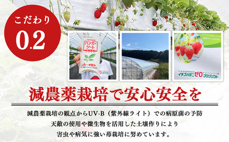 【 セット 】 大和なでし苺 古都華 ・ ならあかり 食べ比べ |  いちご イチゴ 橋本農園 