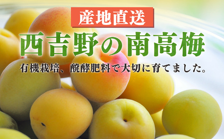 有機栽培　完熟南高梅 3kg | ＜※6月中旬〜7月上旬発送予定＞