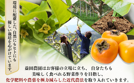 【なら育ち 益田農園】たねなし柿　訳アリ　約1.5kg(5玉～9玉） | 果物 柿 わけあり