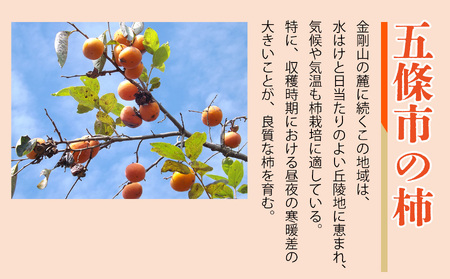 冷蔵富有柿　2Lサイズ12個入り※着日指定不可※12月上旬頃～1月下旬頃に順次発送予定 | フルーツ くだもの 果物 柿 かき カキ 富有柿 冷蔵 奈良県 五條市 産地直送　