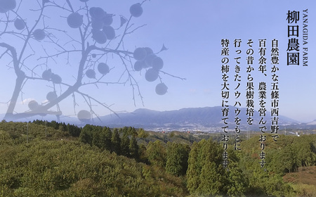 【先行予約・2024年度発送分】［本場の柿］奈良・西吉野の富有柿２４玉入り（２Lサイズ）※2024年11月上旬～12月上旬順次発送予定  | フルーツ くだもの 果物 柿 かき カキ 富有柿 奈良県 五條市