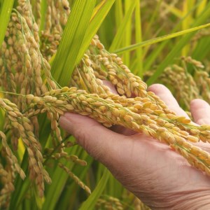 生命の農法（無化学農薬・無化学肥料栽培）お米（5kg）・白米