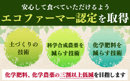 富有柿 特選 約 10kg （ 33～ 42個 入 ） | 梨子本農園