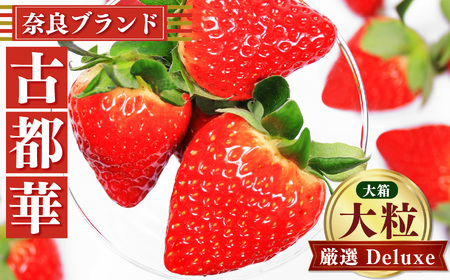 「 古都華 ~ ことか ~」 大粒 厳選 Deluxe( 大箱 )※ 12月 下旬頃〜 3月 下旬頃 順次発送 予定 ※北海道・沖縄・離島対応不可 | いちご ふぁ~む・いわい