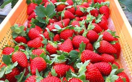 「 古都華 ~ ことか ~」 大粒 厳選 Deluxe( 大箱 )※ 12月 下旬頃〜 3月 下旬頃 順次発送 予定 ※北海道・沖縄・離島対応不可 | いちご ふぁ~む・いわい