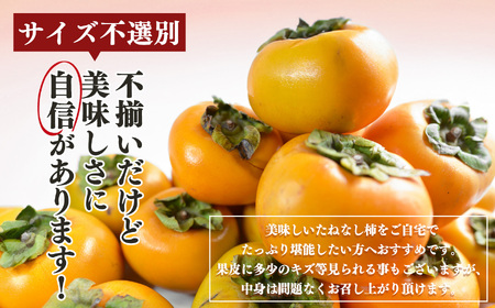 【令和7年発送 先行予約】 訳あり たねなし柿 約10kg （ 40～50個 ) 2024年 大人気 | 種無し たねなし 柿 フルーツ 果物 くだもの カキ かき 農家直送 家庭用 フードロス 秋の味覚 旬 大小混合 奈良県 五條市 名産地 