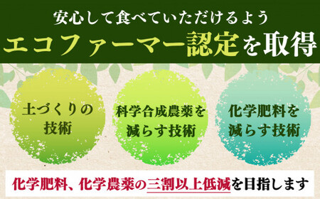 富有柿 約 4kg 12～18玉 | 果物 柿  梨子本農園 