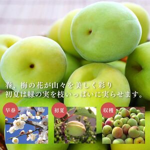 【厳選】西吉野の青梅（南高梅）約４kg（秀品）※2025年6月上旬～2025年6月下旬頃発送予定 