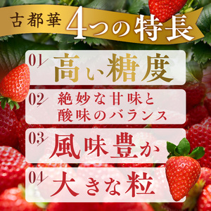 【2026年1月発送】高級いちご「古都華」3L～Mサイズ2パック　先行予約 ことか 甘い 糖度 濃い 濃厚 果汁 香り 朝摘み いちご イチゴ 苺 フルーツ 果物 くだもの ご褒美 ごほうび 贈答 贈り物 ギフト プレゼント 冷蔵 奈良県 生駒市 送料無料