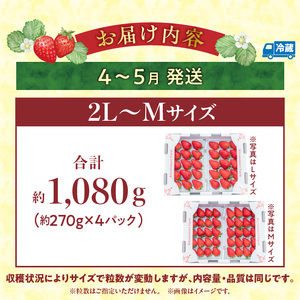 【2026年4月~5月発送】高級いちご「古都華」4パック(小さいサイズ) 先行予約 ことか 甘い 糖度 濃い 濃厚 果汁 香り 朝摘み いちご イチゴ 苺 フルーツ 果物 くだもの ご褒美 ごほうび 贈答 贈り物 ギフト プレゼント 冷蔵 奈良県 生駒市 送料無料