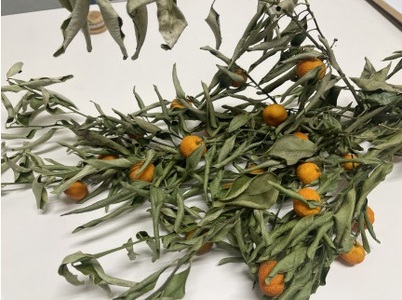 ワールドコネクトコーラ（コーラシロップ250ml×2本セット計量スプーン付き） 飲料 飲み物 コーラ ワールドコネクトコーラ コーラシロップ 250ml 2本 セット 計量スプーン クラフトコーラ 厳選スパイス 和漢ハーブ 大和当帰 橘 着色料 保存料 無添加 お取り寄せ 奈良県 生駒市 送料無料