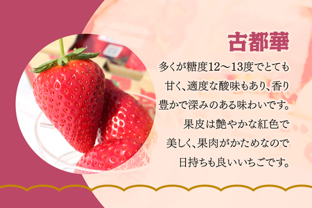 奈良県産ブランドいちご『古都華』約560g×1箱(2パック)｜いちご イチゴ スイーツ フルーツ 果物 奈良県 香芝市 [2822]