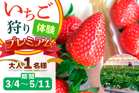 [3月4日から5月11日] いちご狩り体験プレミアム 大人1名様 奈良のブランド (ならあかり・古都華・あすかルビー)｜イチゴ農園 果物 フルーツ 親子 体験チケット いちご狩り農園 奈良県 [3061]