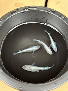 メダカ 幹之（みゆき） ５匹 （２ペア＋１匹） 死着保証 ／ aju succulent 観賞魚 淡水魚 魚 ペット 生き物 奈良県 葛城市【ajus008】