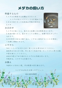 メダカ 幹之（みゆき） ５匹 （２ペア＋１匹） 死着保証 ／ aju succulent 観賞魚 淡水魚 魚 ペット 生き物 奈良県 葛城市【ajus008】
