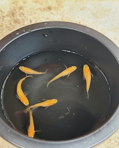 メダカ 楊貴妃 5匹 (2ペア+1匹) 死着保証 / aju succulent 観賞魚 淡水魚 魚 ペット 生き物 奈良県 葛城市【ajus006】