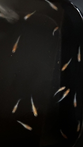 メダカ 紅白ラメ ５匹 （２ペア＋１匹） 死着保証 ／ aju succulent 観賞魚 淡水魚 魚 ペット 生き物 奈良県 葛城市【ajus005】